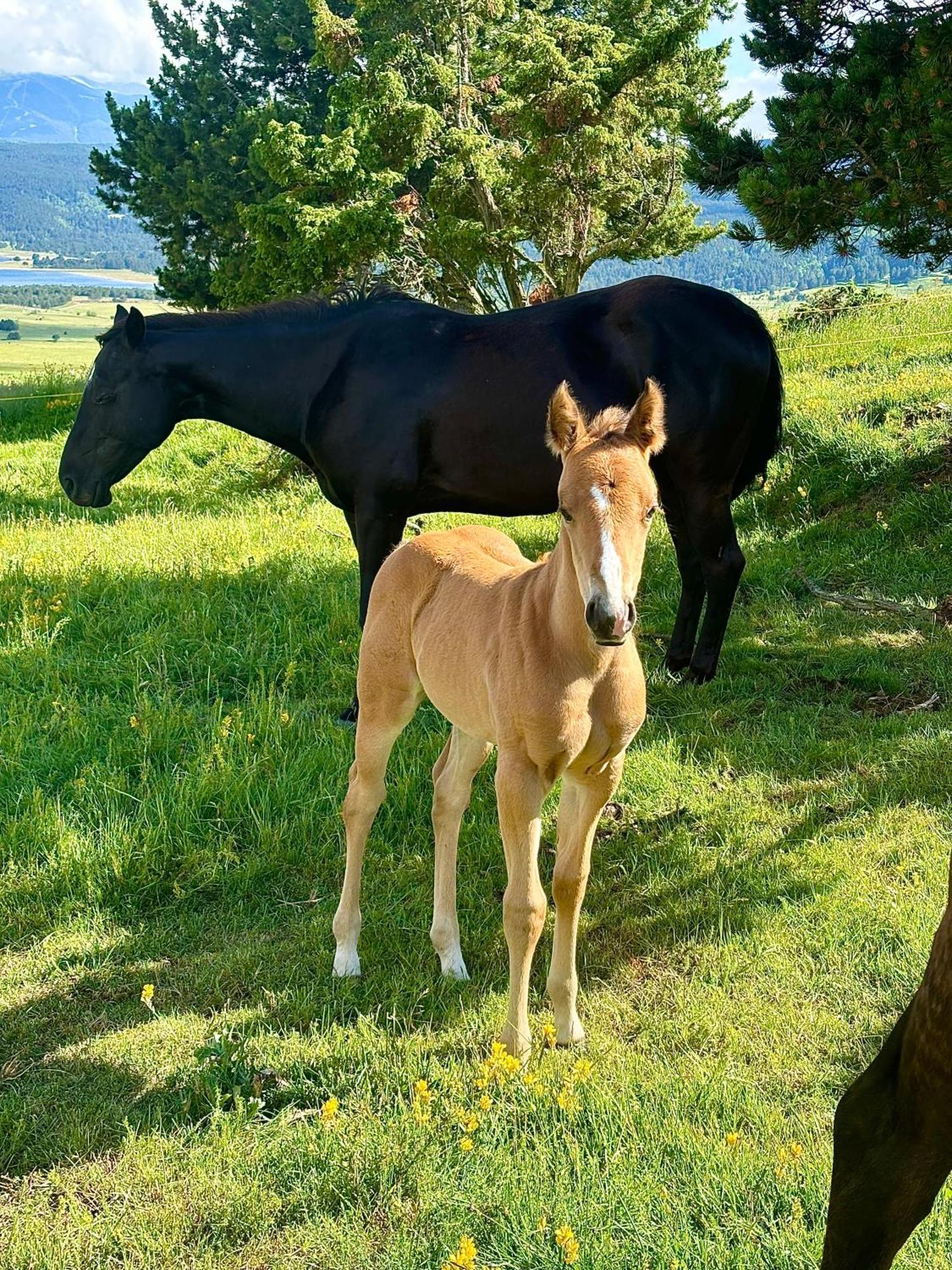 Ranch Le Serpolet Les Angles (Pyrenees-Orientales)